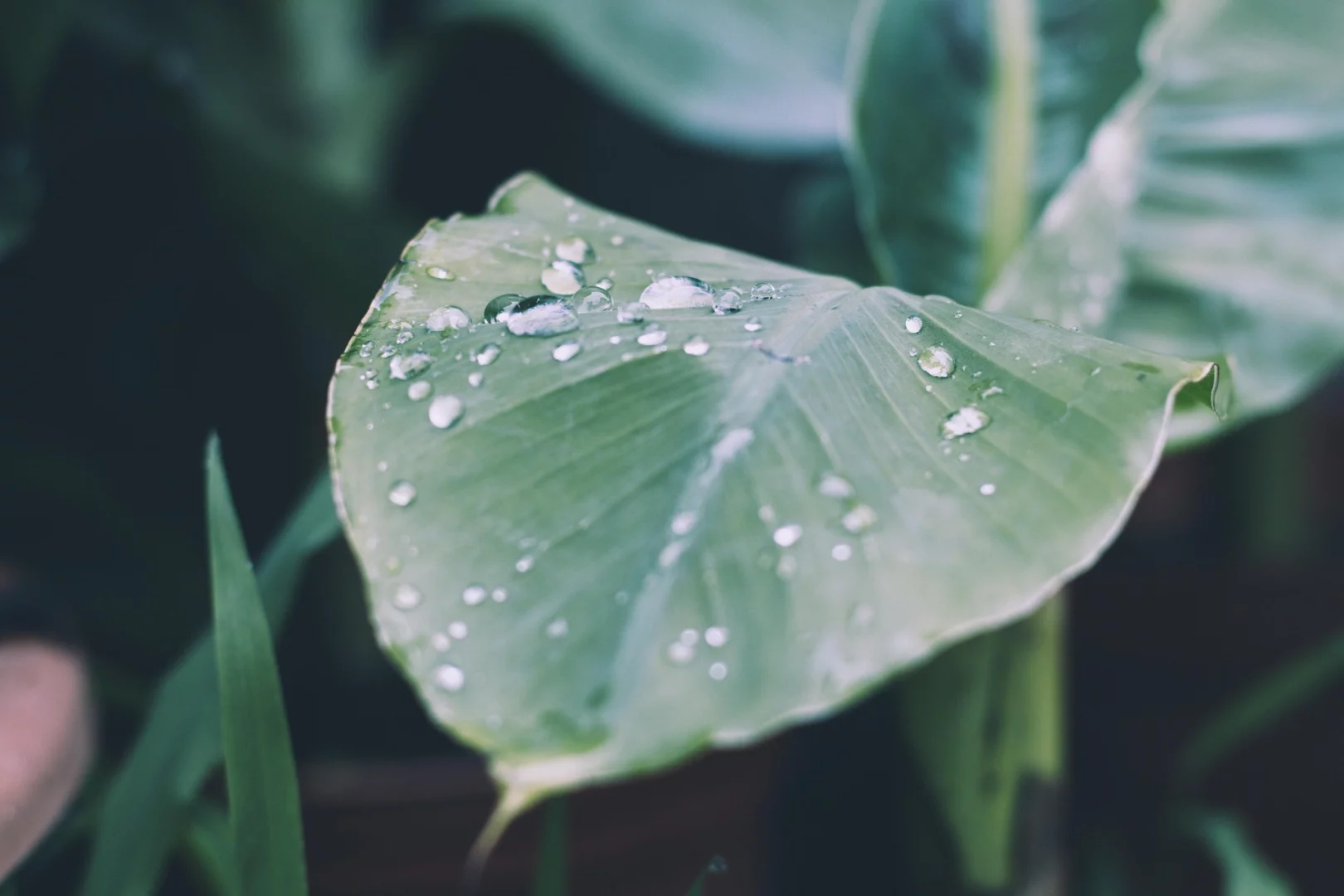 Header image and gallery